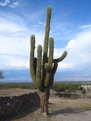 Trichocereus terscheckii