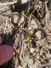 Platanthera unalascensis