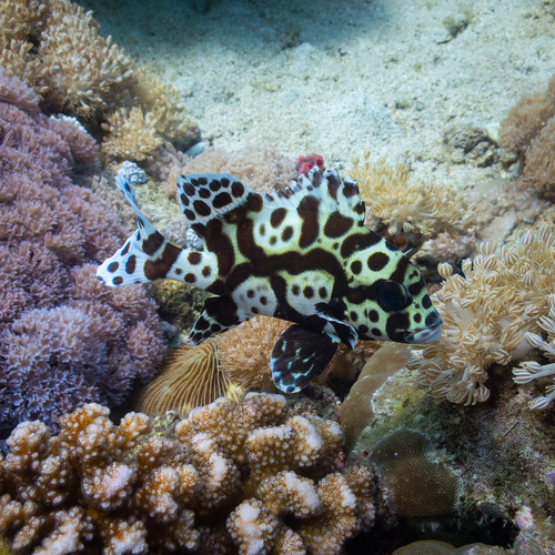 Plectorhinchus chaetodonoides