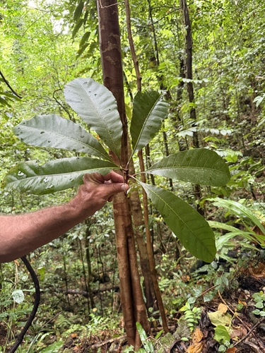 Semecarpus venenosus observed 2026-04-29
