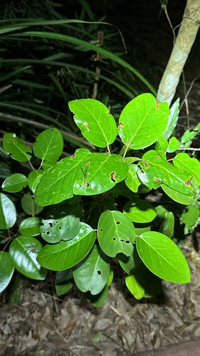 Rhodoleia championii observed 2026-04-27