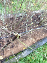 Synanthedon tipuliformis