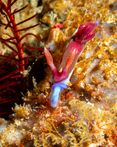 Nembrotha chamberlaini