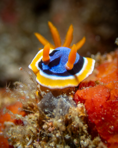 Chromodoris annae