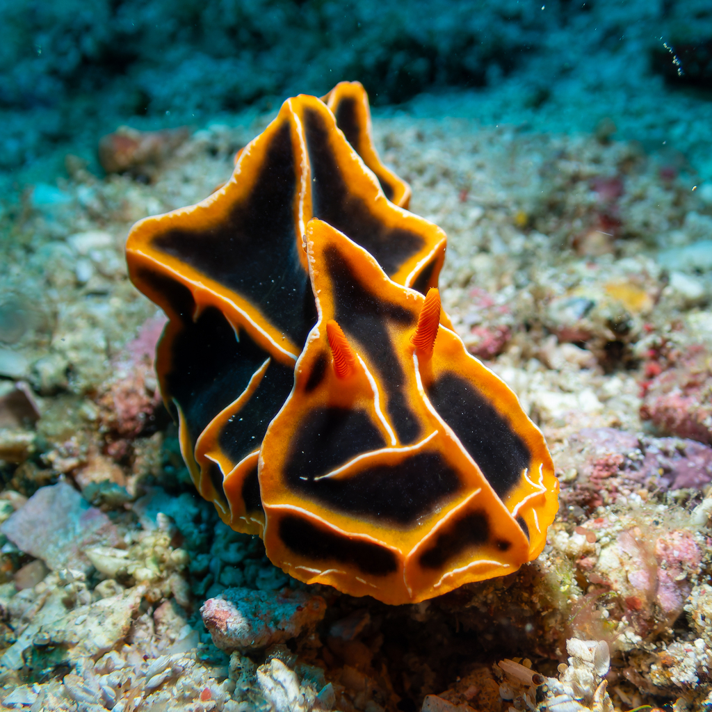 Chocolate Mango Nudibranch