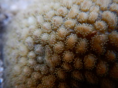 Hydnophora microconos