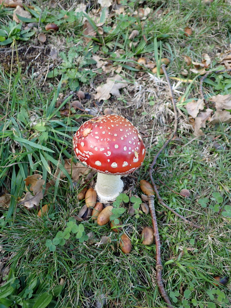 Amanita muscaria · April 2026 · photo: © berardom (iNaturalist, cc-by)
