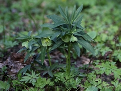 Helleborus dumetorum