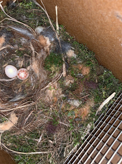Poecile carolinensis