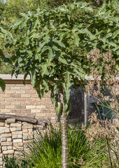 Vasconcellea heilbornii