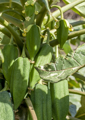 Vasconcellea heilbornii