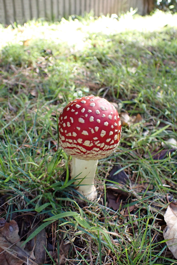 Amanita muscaria · April 2026 · photo: © berardom (iNaturalist, cc-by)