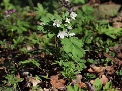 Isopyrum thalictroides
