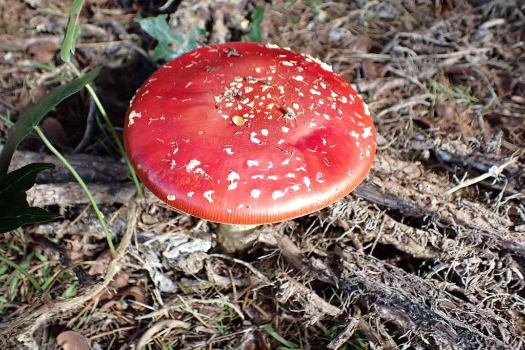 Amanita muscaria · April 2026 · photo: © berardom (iNaturalist, cc-by)