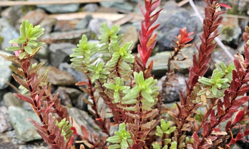 Epilobium glabellum observed 2026-04-18