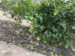 Citrus × pyriformis