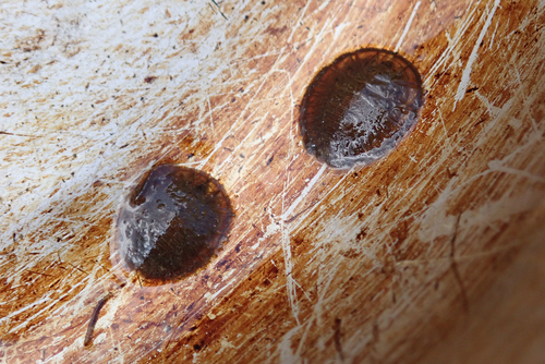Mataeopsephus japonicus