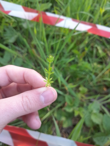 catchweed bedstraw