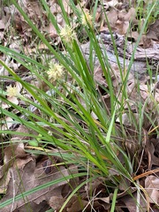 Carex cephalophora