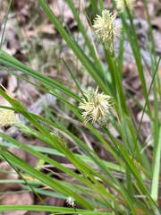 Carex cephalophora