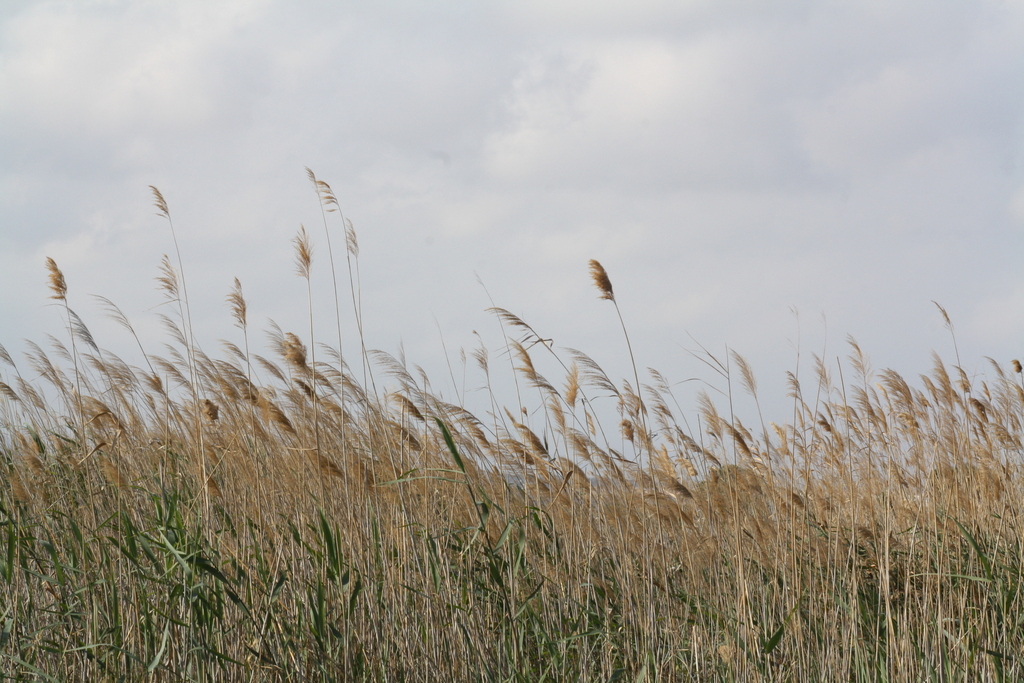 common reed from Salinas van Torrevieja en La Mata, Ctra. Nacional, s/n ...