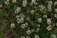 Trifolium repens