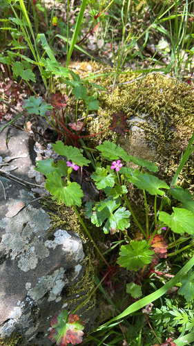 Shining Crane's-bill