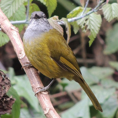 Olive-Breasted Greenbul photo 2