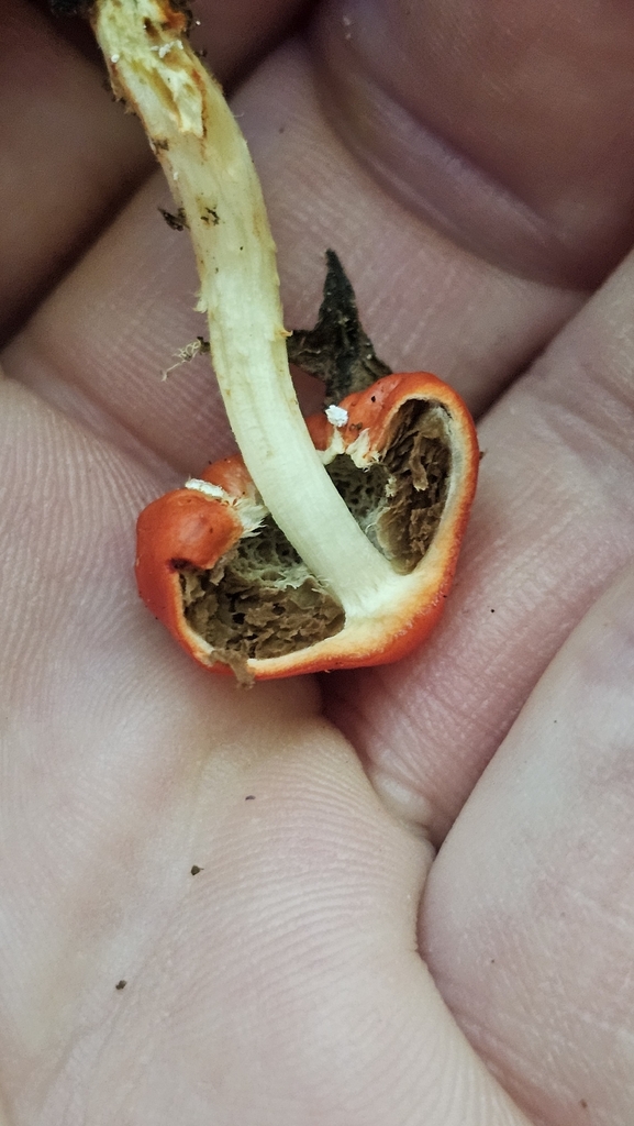 Leratiomyces erythrocephalus · April 2026 · photo: © henryahh (iNaturalist, cc0)