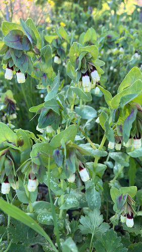 Greater honeywort