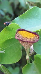 Aristolochia triangularis