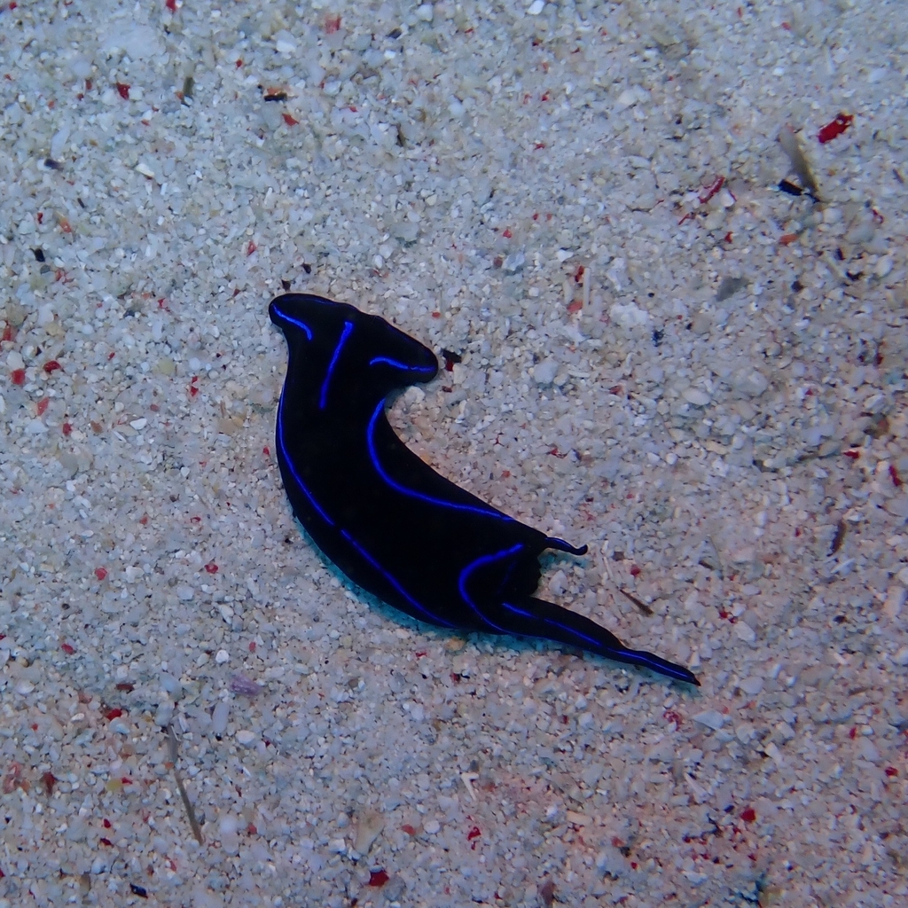 Blue velvet headshield slug