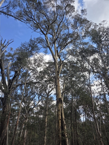 Eucalyptus dalrympleana observed 2026-04-29