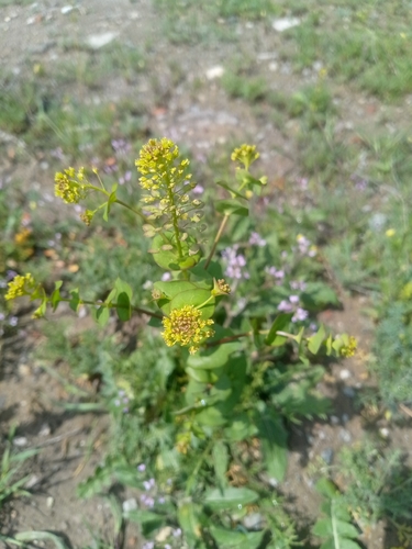 clasping pepperweed