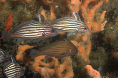 Pareques acuminatus