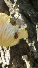 Mycomystes nigriventris