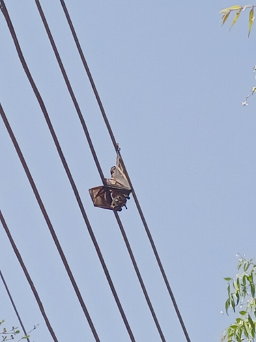 Common Straw-coloured Fruit Bat