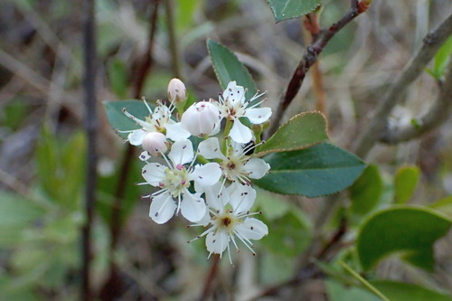 red chokeberry (Aronia arbutifolia)
