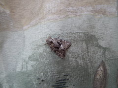 Oligia minuscula