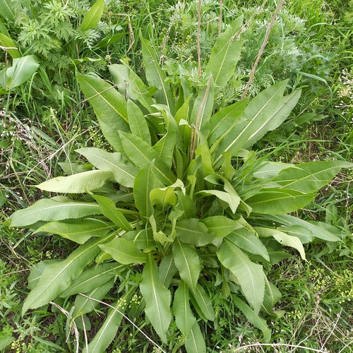 Dipsacus dipsacoides (Dipsacus dipsacoides)