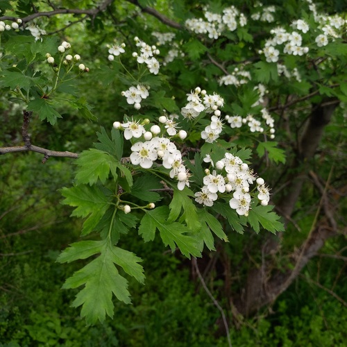 Crataegus songarica, photograph 6
