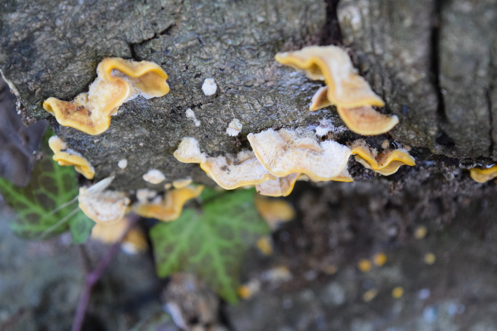 Stereum hirsutum · April 2026 · photo: © davidwhyte (iNaturalist, cc-by-sa)