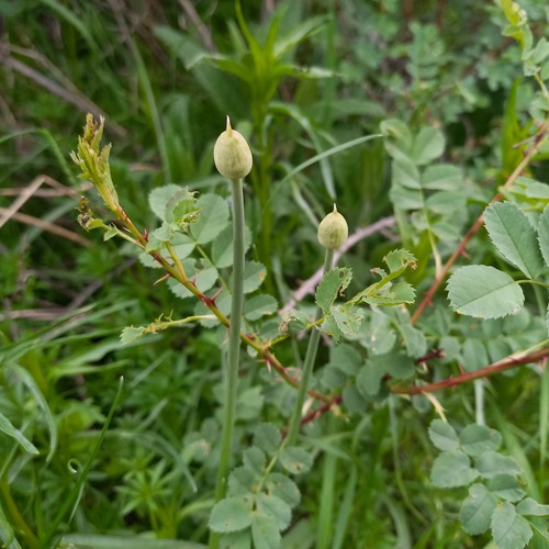 Allium fetisowii