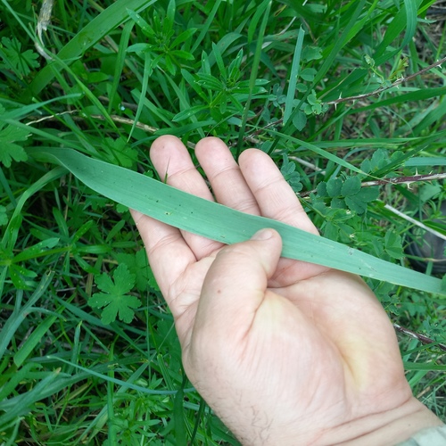 Allium fetisowii, photograph 1