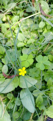Creeping Woodsorrel