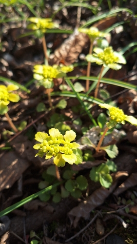 Chrysosplenium pilosum, photograph 4