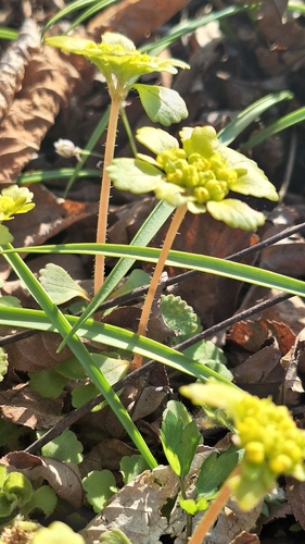 Chrysosplenium pilosum, photograph 5