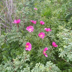 Paeonia intermedia, photograph (c) Alexander Dubynin, some rights reserved (CC BY)