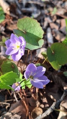 Plagiorhegma dubium, photograph (c) Violetta Dzizyurova, some rights reserved (CC BY)