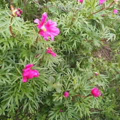 Paeonia intermedia, photograph (c) Alexander Dubynin, some rights reserved (CC BY)